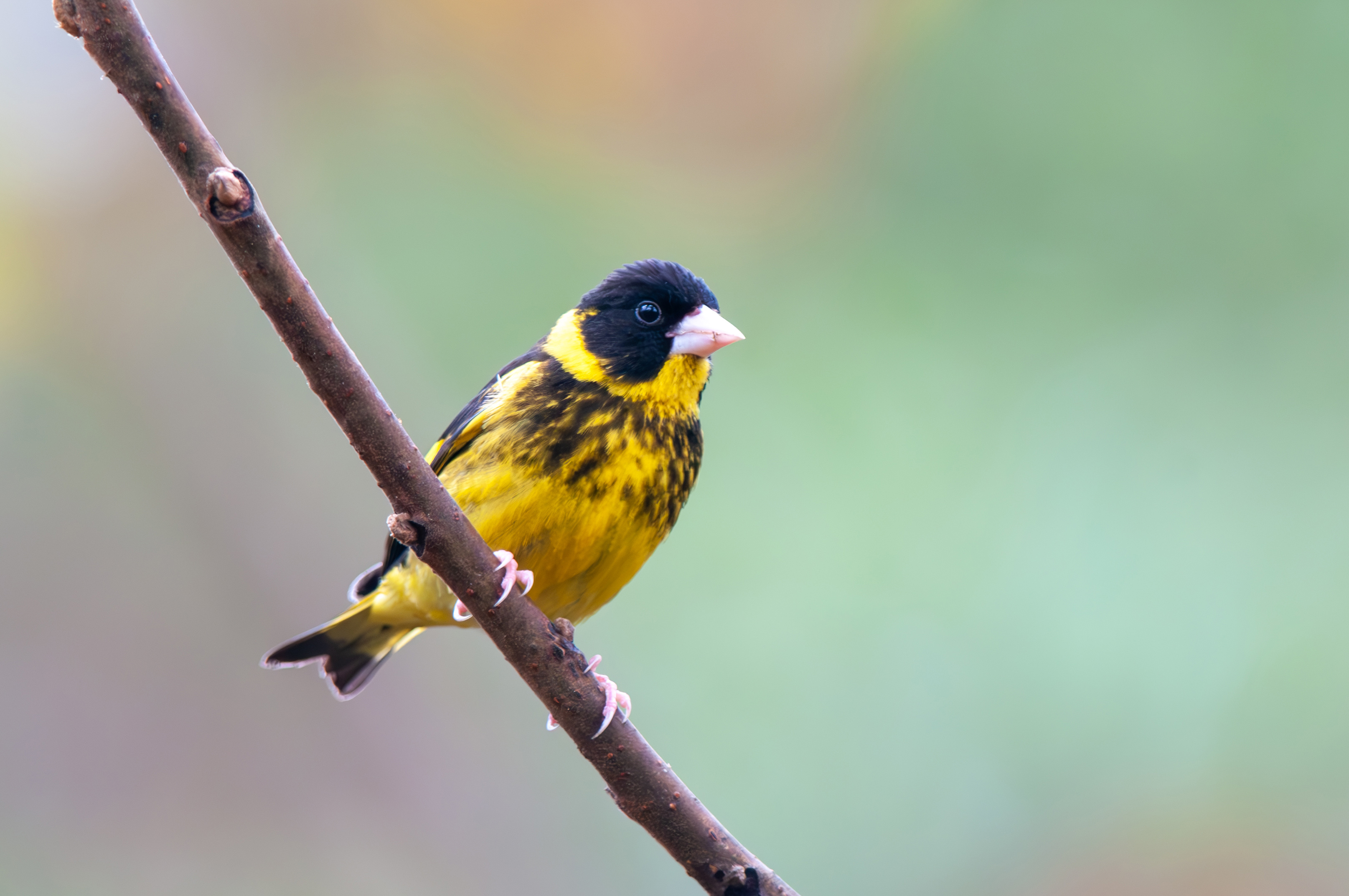Vietnamese Greenfinch